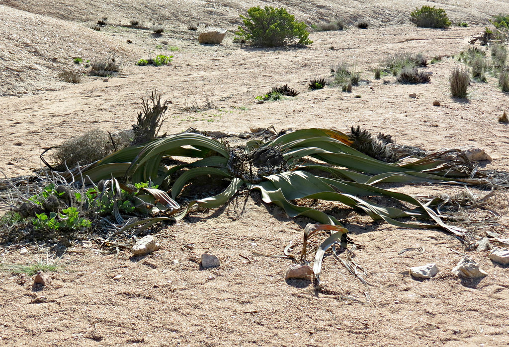 Theo nghiên cứu của một số chuyên gia, một số cây bách lan ở sa mạc Namib có kích thước lớn nhất và có "tuổi thọ" hơn 3.000 tuổi.