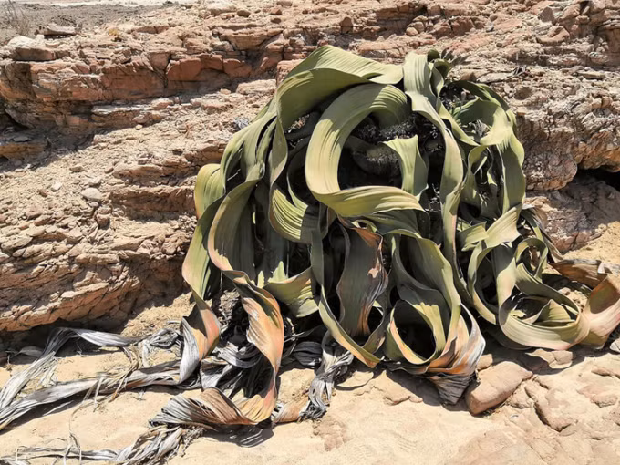 Do tác động của gió, cát sa ma và bị động vật gặm nhắm nên lá của cây bách lan thường xơ và quan lại sau nhiều thế kỷ tồn tại và phát triển.