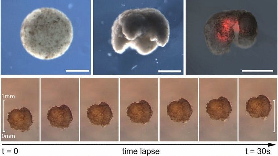 Xenobot được hình thành từ các tế bào gốc của loài ếch có vuốt Châu Phi (Xenopus laevis). Nó rộng chưa đến 1 milimét và được giới thiệu lần đầu tiên là vào năm 2020. Các thí nghiệm cho thấy chúng có thể di chuyển, làm việc theo nhóm và tự chữa lành.