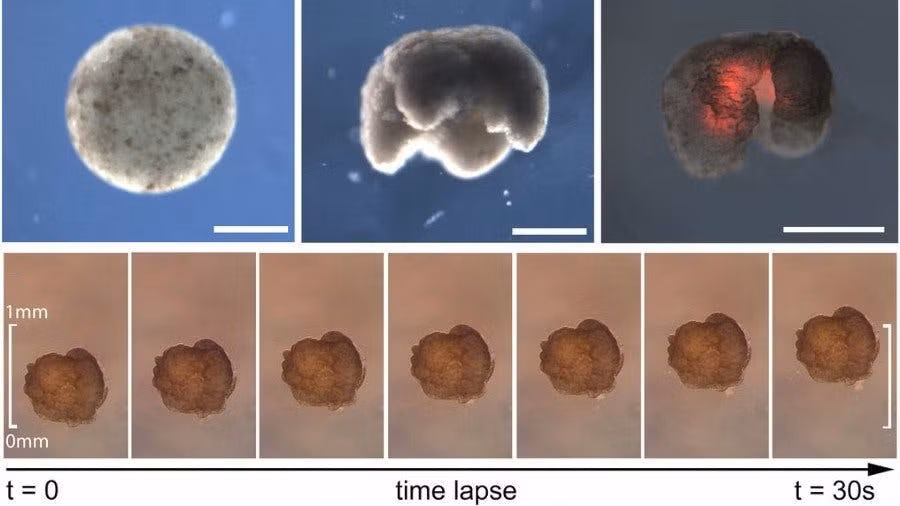 Xenobot được hình thành từ các tế bào gốc của loài ếch có vuốt Châu Phi (Xenopus laevis). Nó rộng chưa đến 1 milimét và được giới thiệu lần đầu tiên là vào năm 2020. Các thí nghiệm cho thấy chúng có thể di chuyển, làm việc theo nhóm và tự chữa lành.