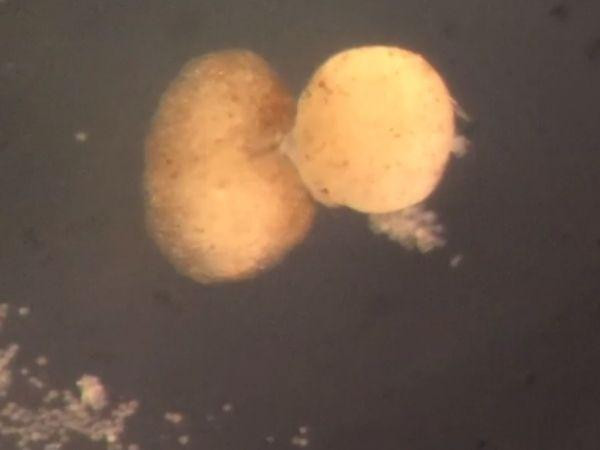 Nhóm nghiên cứu phát hiện các xenobot ban đầu có hình cầu và được tạo ra từ khoảng 3.000 tế bào, có thể nhân bản. Sau nhiều thí nghiệm cùng với ứng dụng AI, các chuyên gia xác định xenobot có thể tìm thấy các tế bào gốc cực nhỏ trong một đĩa petri, thu thập hàng trăm tế bào trong miệng. Sau vài ngày, cụm tế bào trên trở thành xenobot mới.