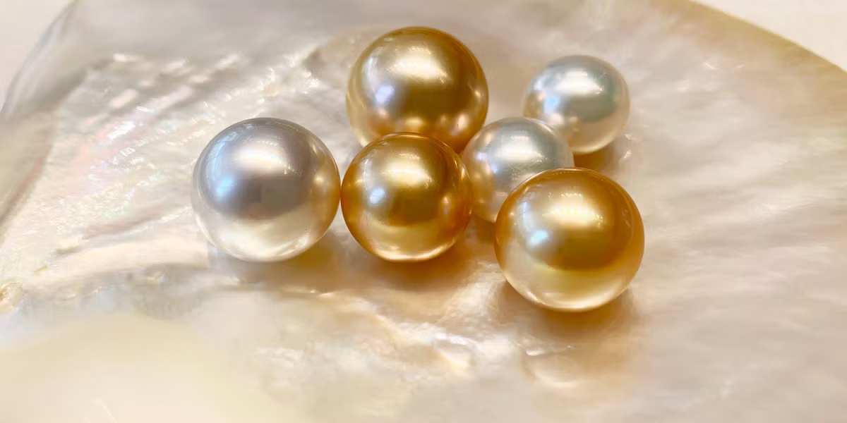 Theo các chuyên gia, ngọc trai vàng sở có kích thước lớn hơn nhiều loại ngọc trai khác. Màu vàng của nó được cho là hiếm hơn cả vàng. Do đó, cổ vật hình rồng màu xanh có một viên ngọc trai màu vàng ở móng vuốt được xem là báu vật.