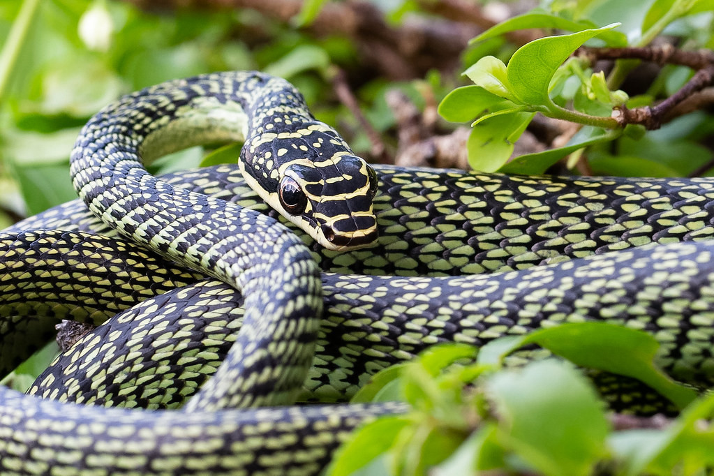 Nọc độc của rắn cườm khá nhẹ. Theo các chuyên gia, nọc độc của loài rắn này không đủ gây nguy hiểm tới tính mạng con người.