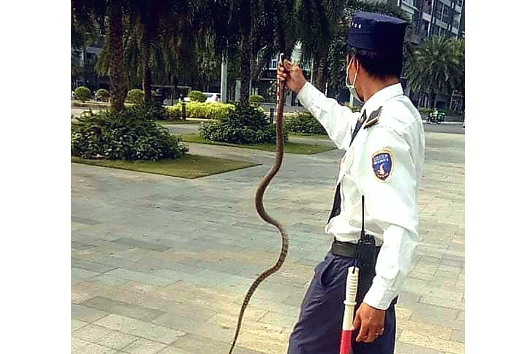 Liên quan đến sự việc này, các chuyên gia xác định hai con rắn đó thuộc loại rắn cườm (tên khoa học Chrysopelea ornata).