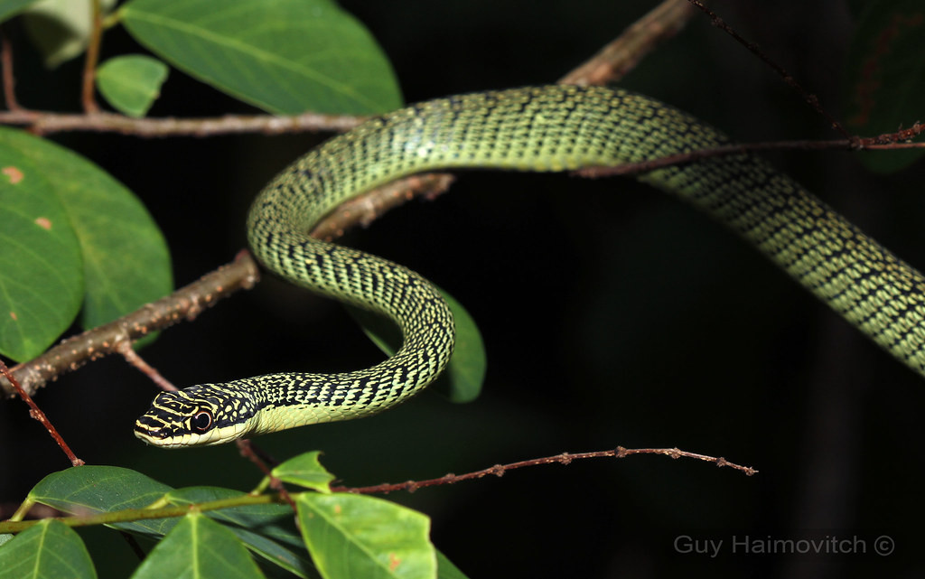 Con mồi yêu thích của rắn cườm là những động vật nhỏ sống trên cây như thằn lằn, dơi, loài gặm nhấm. Đôi khi loài rắn này cũng ăn trứng chim và côn trùng.