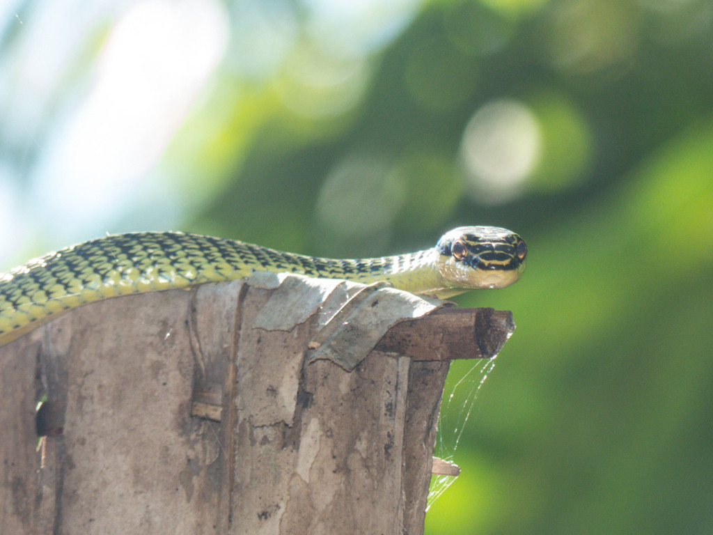 Ngoài ra, rắn cườm thỉnh thoảng xuất hiện tại khu vực hồ nước, bụi cây, công viên... Khi nhìn thấy chúng, nhiều người dân không khỏi giật mình, thậm chí hoảng sợ.