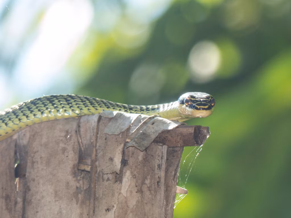 Ngoài ra, rắn cườm thỉnh thoảng xuất hiện tại khu vực hồ nước, bụi cây, công viên... Khi nhìn thấy chúng, nhiều người dân không khỏi giật mình, thậm chí hoảng sợ.