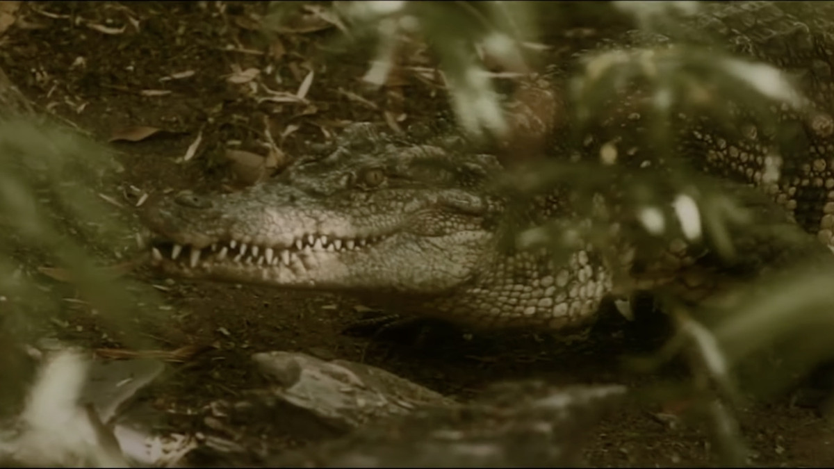 Trong số gần 1.000 binh lính Nhật Bản đi vào khu đầm lầy trên đảo Ramree, chỉ có khoảng 20 người may mắn sống sót sang được phía bên kia an toàn.