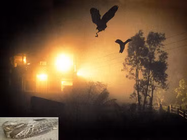 Cụ thể, cứ vào tháng 9 - 10 hàng năm, hàng trăm con chim tại ngôi làng Jatinga có hành động bất thường. Chúng bay thành vòng tròn vào khoảng 18h - 21h30 tối trước khi đột nhiên rơi xuống đất trong tình trạng không hề tỉnh táo.