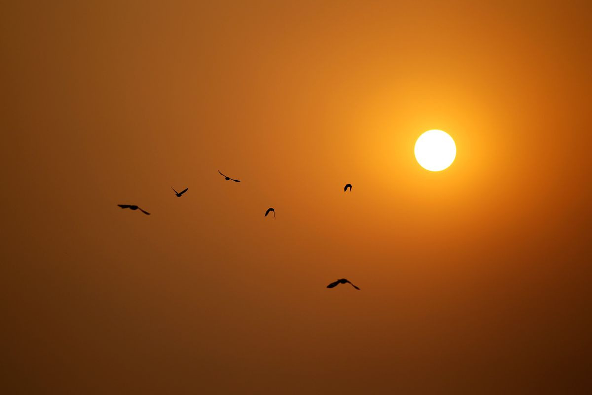 Do Jatinga có điều kiện vật lý dị thường nên nhiều con chim bay tới đây bị mất phương hướng và có hành vi "tự sát" kỳ lạ như trên.