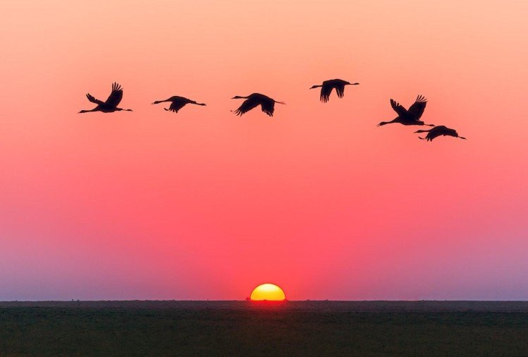 Theo các chuyên gia, sự việc bí ẩn này được cho là xảy ra từ năm 1905. Khi ấy, người dân trong làng Jatinga phát hiện nhiều con chim có hành vi kỳ lạ như trên ở quanh khu vực có nguồn sáng như đèn đường, đèn chiếu sáng của các tòa nhà...