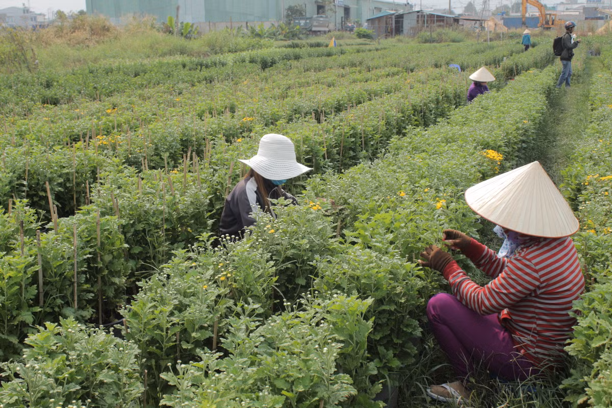 Theo ghi nhận của PV Kiến Thức, tại làng hoa phường Thới An, người dân đang hối hả chăm sóc, tỉa nụ những luống hoa của mình để tránh tình trạng hoa chết yểu và kịp thời gian hoa nở để cung ứng ra thị trường Tết. 
