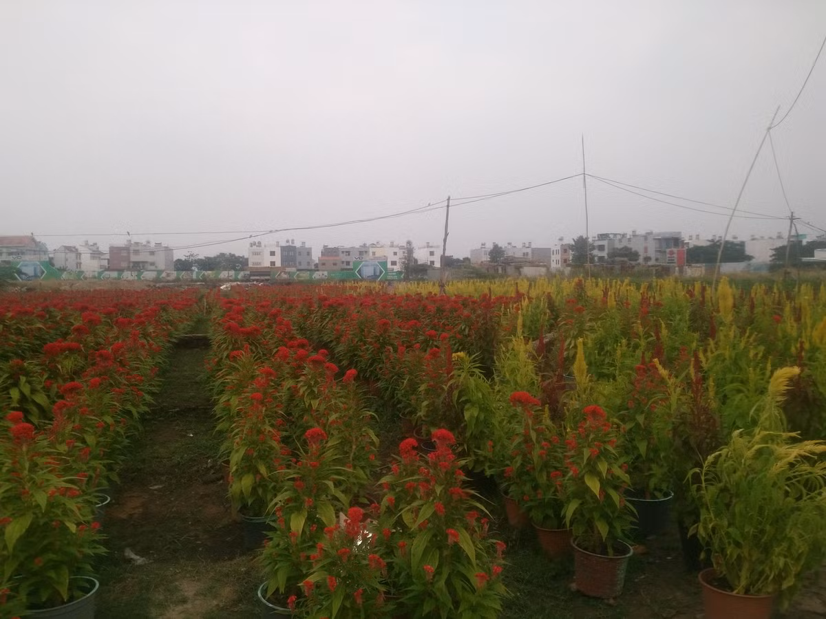 Vườn hoa rực rỡ màu sắc với nhiều chủng loại khác nhau.