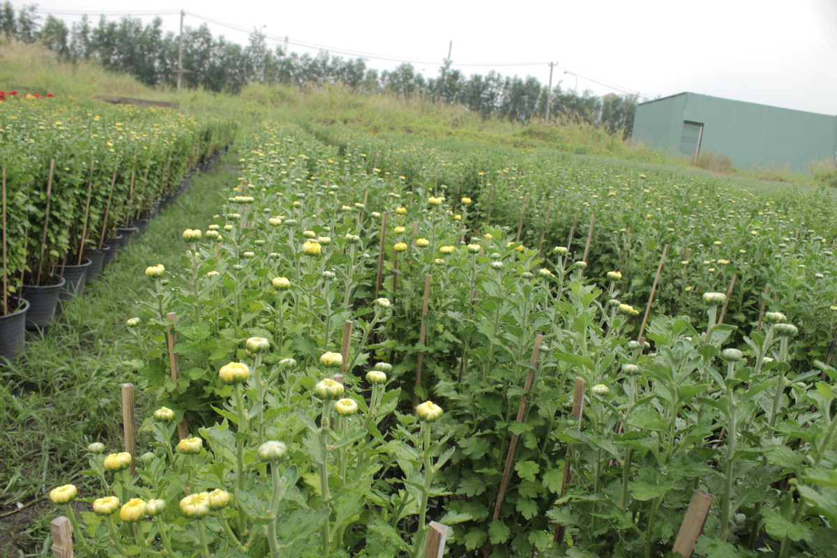 Một chậu hoa cúc có giá khoảng 60.000 đồng.