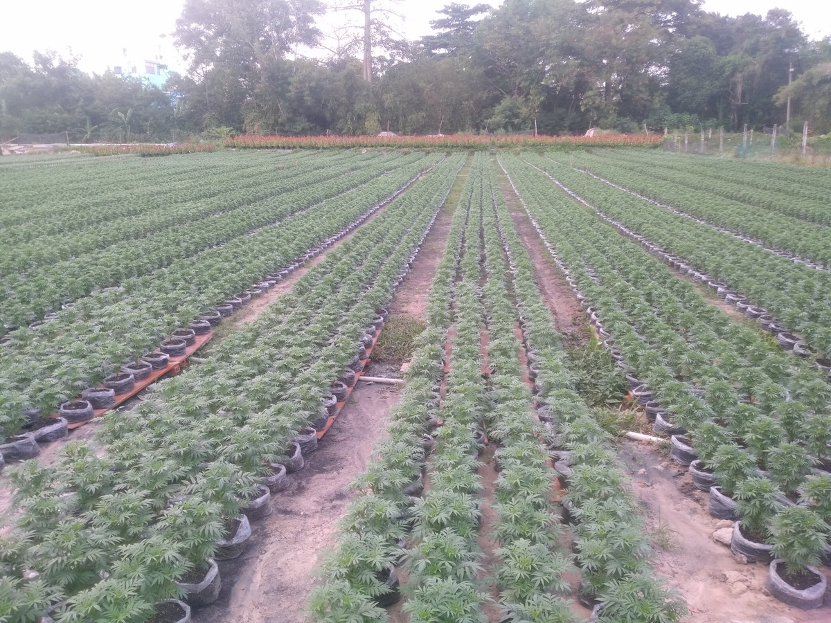 Nhiều loại hoa khác nhau được người dân trồng phục vụ Tết Nguyên đán như hoa vạn thọ, hoa cúc, hoa hướng dương, hoa mào gà...