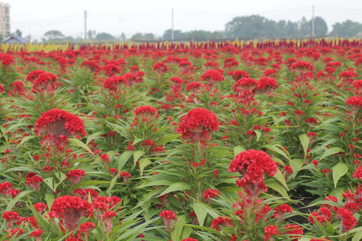 Sản phẩm của làng hoa được cung cấp trên địa bàn TP HCM và các tỉnh lân cận như Bình Dương, Đồng Nai, Long An. 