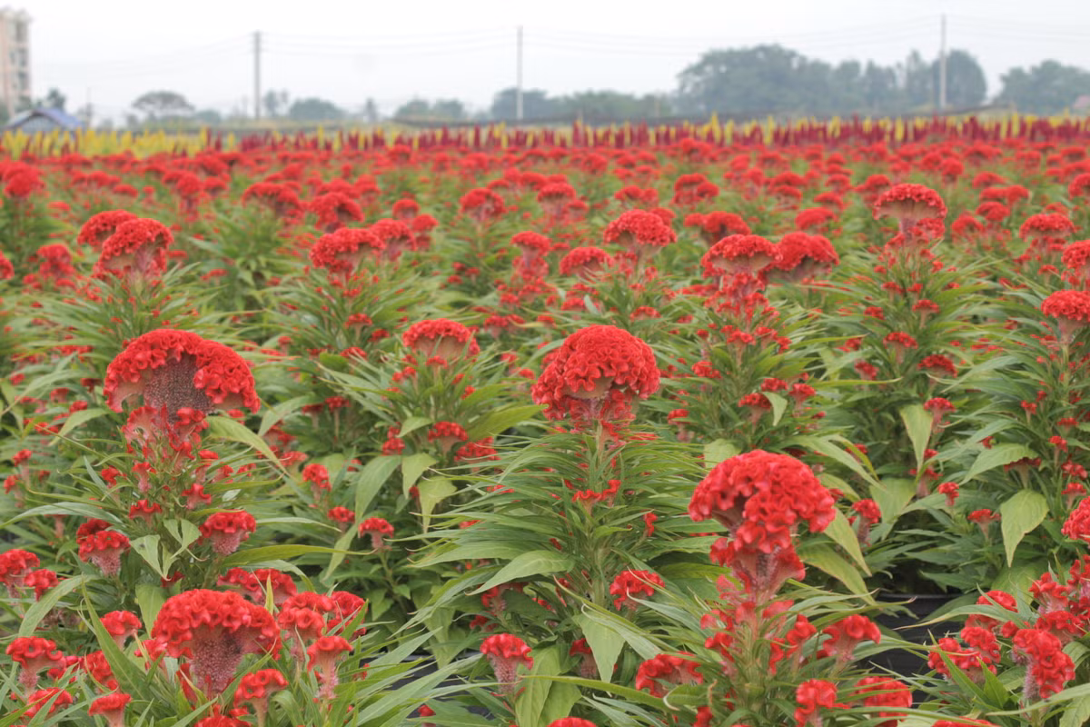 Sản phẩm của làng hoa được cung cấp trên địa bàn TP HCM và các tỉnh lân cận như Bình Dương, Đồng Nai, Long An. 