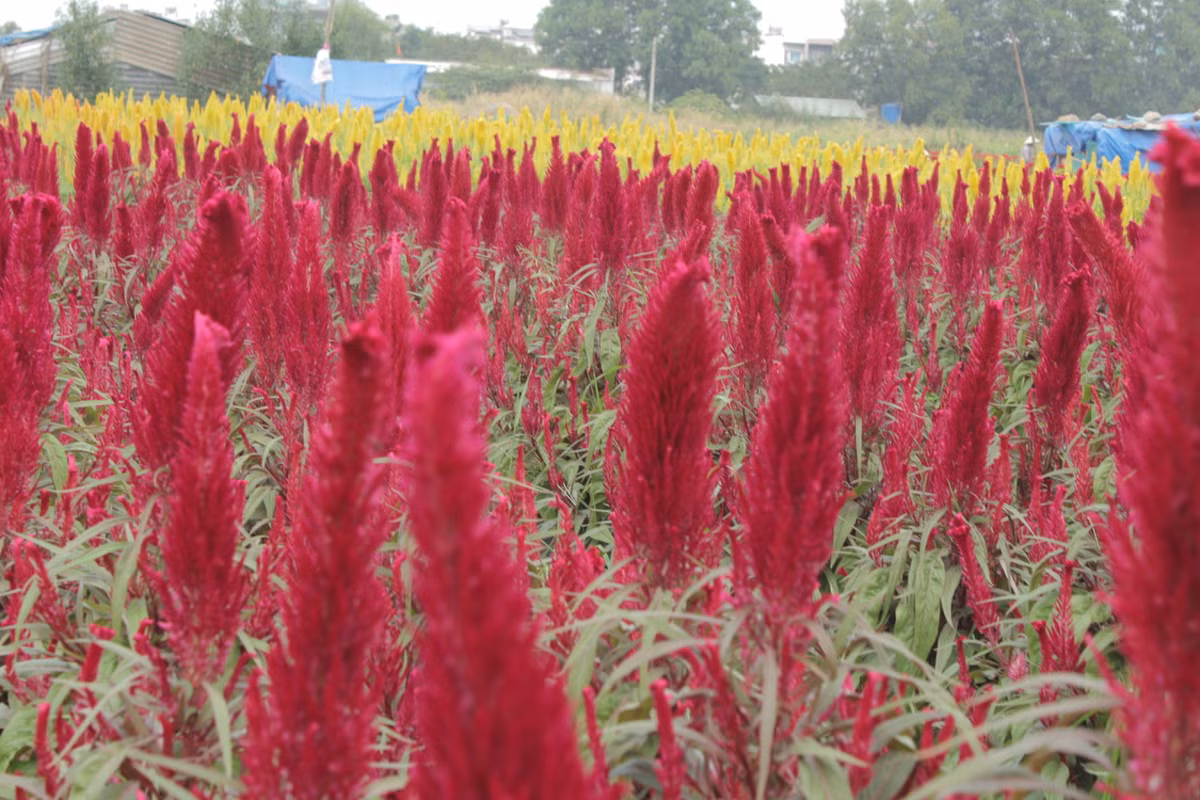 Hiện tại, trên địa bàn phường Thới An có hơn 40 hộ dân trồng hoa Tết với diện tích hơn 10ha. Cũng như mọi năm, cứ đến những ngày này, không khí tại làng hoa trở nên huyên náo và nhộn nhịp hơn hẳn. 