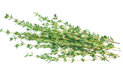 Cụ thể, nghiên cứu trên chuột cho thấy, cỏ xạ hương với mức nồng độ khác nhau đã làm giảm thể tích khối u lần lượt là 85% và 84% so với nhóm đối chứng. Nguyên nhân chủ yếu là do terpenoid của cỏ xạ hương - đây là một nhóm các chất hóa học thực vật có thể hoạt động như chất chống oxy hóa và có thể bảo vệ tế bào khỏi ung thư. Ảnh: BBC.