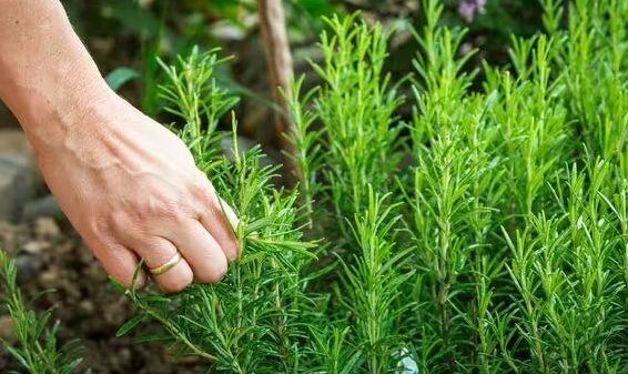 Đặc biệt, hương thảo và cỏ xạ hương có thể nói là hai loại thảo mộc tốt nhất để ngăn ngừa ung thư, nhờ đặc tính ức chế khối u của chúng. Ảnh: Getty.