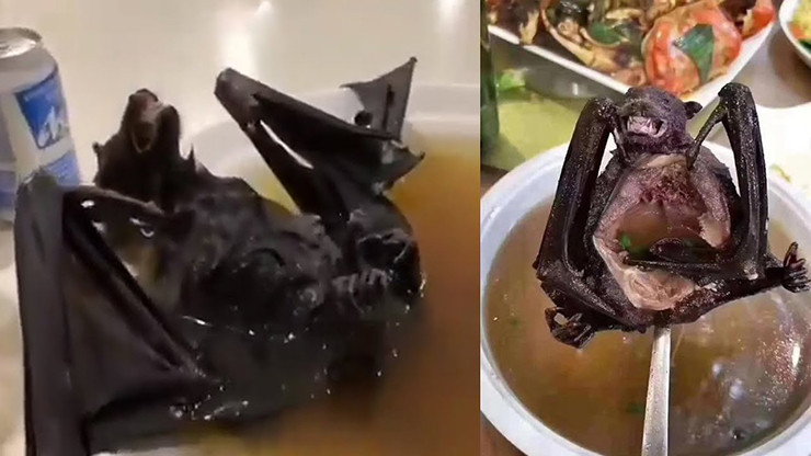 Tại một số vùng ở Ghana, người dân chọn ăn thịt dơi thay cho thịt gà. Dơi chủ yếu sống về đêm, ăn trái cây và côn trùng, mùi vị của nó rất đặc biệt, song không phải ai cũng dám thưởng thức. Ngoài ra, món ăn kinh dị này tiềm ẩn nhiều nguy cơ đối với sức khỏe.