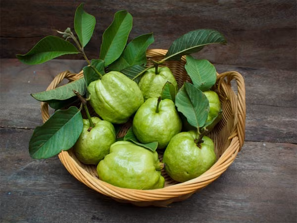 8. Trị mụn và vết thâm: Loại lá này có chất khử trùng tự nhiên và tiêu diệt vi khuẩn là nguyên nhân gốc rễ của mụn trứng cá. Bạn có thể nghiền lá hoặc xay chúng và đắp lên da trong vài ngày để đạt được hiệu quả. Ảnh: Boldsky. 