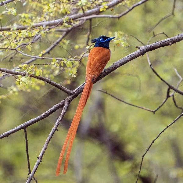 Chim thiên đường đuôi phướn tương đối phổ biến tại Trung, Nam Trung Bộ và Nam Bộ. Ngoài ra loài chim này cũng được ghi nhận di cư sinh sản tại Tây Bắc, Đông Bắc và Bắc Trung Bộ.