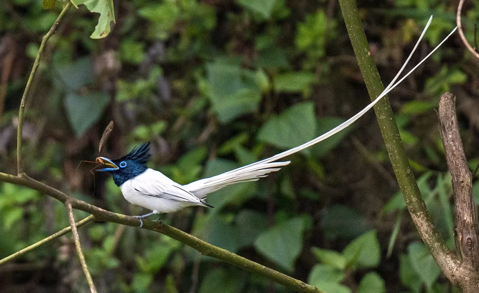 Thật may mắn, tại Việt Nam loài chim đẹp nhất thế giới này cũng ở các Vườn quốc gia Cúc Phương, Vũ Quang, Bạch Mã, Cát Tiên, Xuân Thủy...