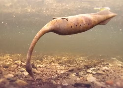 Theo đó, đến nay, Tullimonstrum có phải là động vật có xương sống hay không vẫn chưa được làm sáng tỏ.