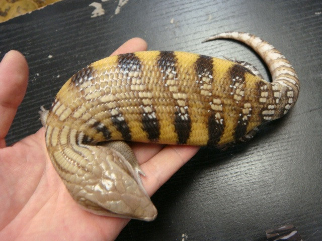 Mỗi khi di chuyển như loài sâu đo, Tsuchinoko phát ra tiếng kêu rít rít ghê rợn.