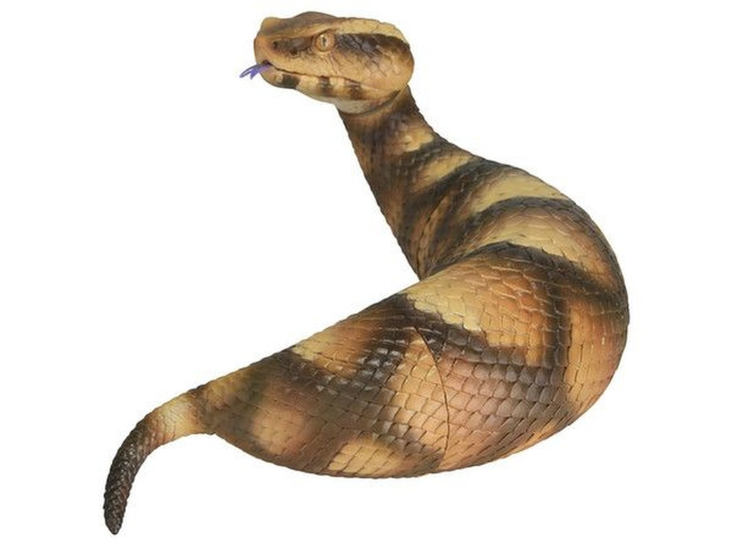 Tsuchinoko có thân tròn như chai bia, đầu hình tam giác. Sinh vật bí ẩn này có chiều dài khoảng 30 - 80 cm.