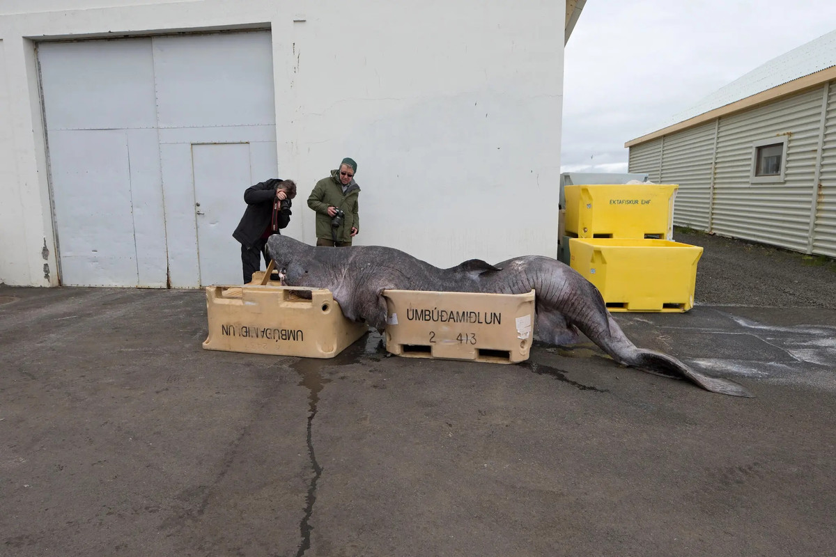 Giáo sư Arne Sahm, tác giả đầu tiên của bài báo, cho hay kết quả phân tích dữ liệu chỉ ra khả năng tự sửa chữa ADN của cá mập Greenland có thể đóng vai trò quan trọng trong việc giúp loài này sống thọ. Ảnh: Robin Chittenden/Alamy.