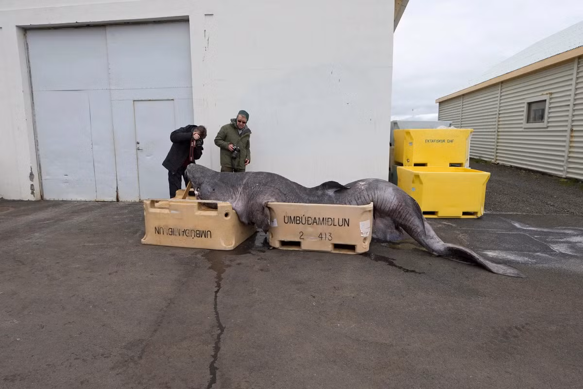 Giáo sư Arne Sahm, tác giả đầu tiên của bài báo, cho hay kết quả phân tích dữ liệu chỉ ra khả năng tự sửa chữa ADN của cá mập Greenland có thể đóng vai trò quan trọng trong việc giúp loài này sống thọ. Ảnh: Robin Chittenden/Alamy.