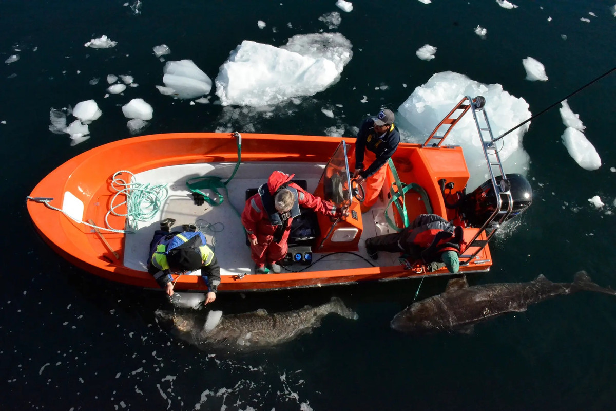 Steve Hoffmann, nhà sinh vật học vi tính kiêm trưởng nhóm nghiên cứu ở Viện Lão hóa Leibniz, cho hay lập bản đồ bộ gene của cá mập Greenland là một bước cốt lõi để hiểu rõ cơ chế phân tử của lão hóa ở loài vật có tuổi thọ cao này. Ảnh: Takuji Noda.