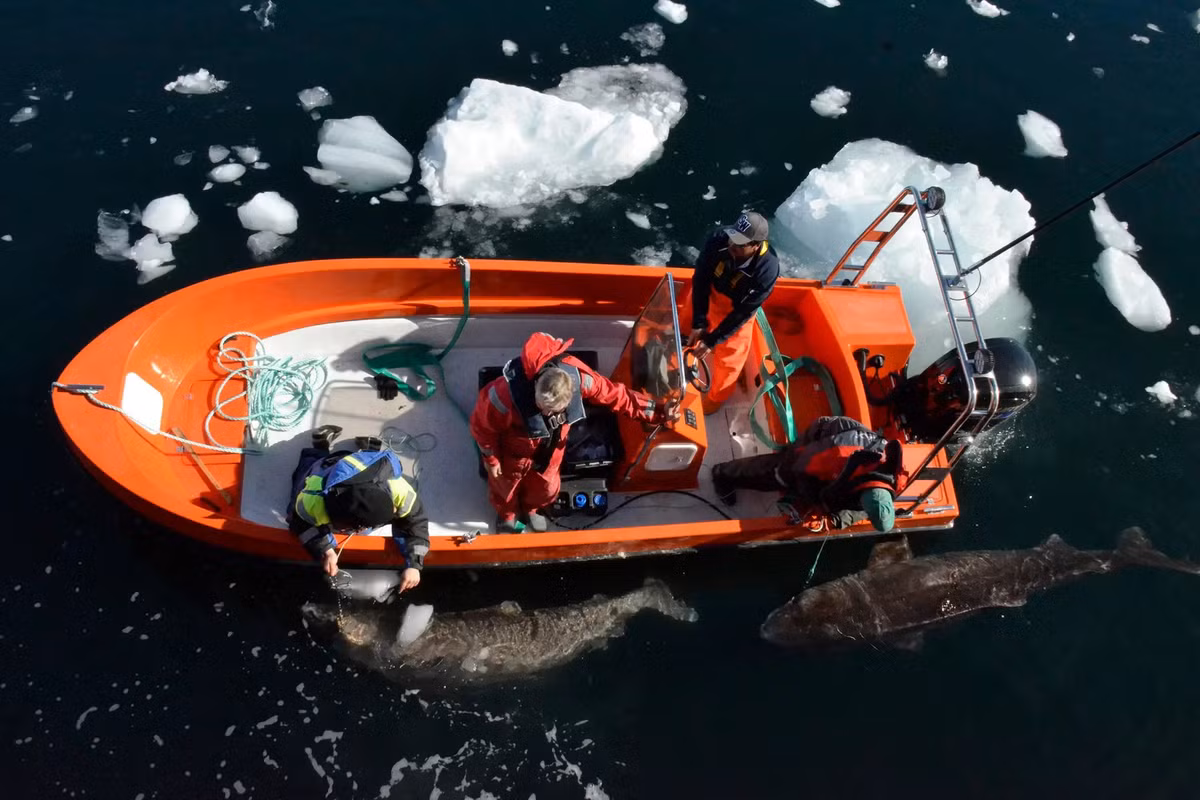 Steve Hoffmann, nhà sinh vật học vi tính kiêm trưởng nhóm nghiên cứu ở Viện Lão hóa Leibniz, cho hay lập bản đồ bộ gene của cá mập Greenland là một bước cốt lõi để hiểu rõ cơ chế phân tử của lão hóa ở loài vật có tuổi thọ cao này. Ảnh: Takuji Noda.
