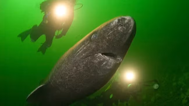 Một nghiên cứu mới công bố đã làm sáng tỏ bí ẩn này. Các chuyên gia quốc tế đã lập bản đồ hệ gene của cá mập Greenland. Ảnh: Doug Perrine / Alamy Stock Photo.