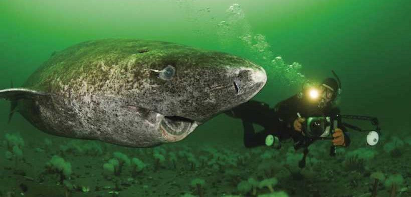 Các yếu tố chuyển vị có thể đổi chỗ như vậy, đôi khi gọi là gene nhảy hay gene vị kỷ, thường được coi như ký sinh. Chúng chiếm hơn 70% bộ gene của cá mập Greenland. Ảnh: fishfocus.