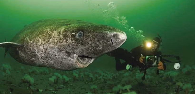 Các yếu tố chuyển vị có thể đổi chỗ như vậy, đôi khi gọi là gene nhảy hay gene vị kỷ, thường được coi như ký sinh. Chúng chiếm hơn 70% bộ gene của cá mập Greenland. Ảnh: fishfocus.