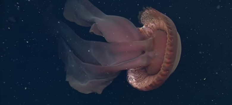 Sứa ma khổng lồ (Stygiomedusa gigantea) lần đầu tiên được các nhà khoa học phát hiện là vào năm 1899. Loài sứa này đã ghi nhận sinh sống ở đáy sâu của mọi đại dương trên thế giới, ngoại trừ Bắc Băng Dương. Ảnh: MBARI ROV footage.