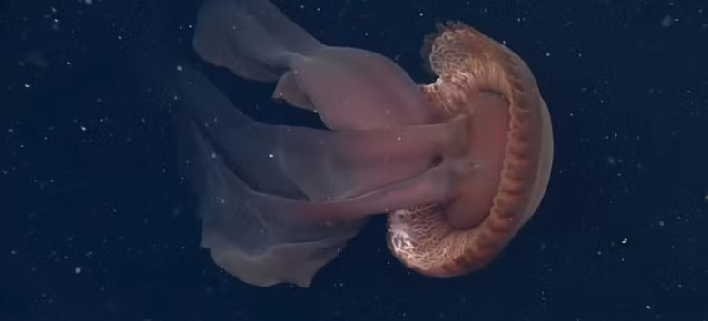 Sứa ma khổng lồ (Stygiomedusa gigantea) lần đầu tiên được các nhà khoa học phát hiện là vào năm 1899. Loài sứa này đã ghi nhận sinh sống ở đáy sâu của mọi đại dương trên thế giới, ngoại trừ Bắc Băng Dương. Ảnh: MBARI ROV footage.