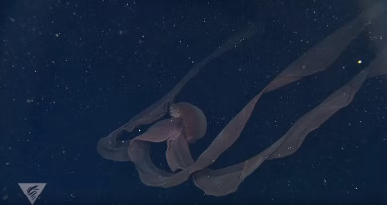 Phần thân hình chuông của sứa ma có thể rộng hơn 1m. Đây là một trong những loài săn mồi không xương sống lớn nhất dưới biển sâu. Giới chuyên gia ước tính loài sứa này có chiều dài trung bình hơn 5m. Ảnh: MBARI ROV footage.