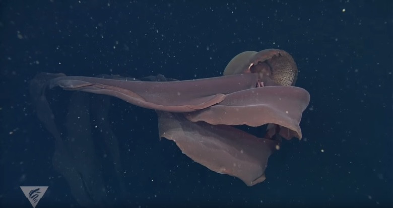 Loài sứa ma khổng lồ rất hiếm gặp bởi chúng thường sống ở quá sâu so với phạm vi tiếp cận của con người hoặc tàu ngầm điều khiển từ xa. Ảnh: MBARI ROV footage.