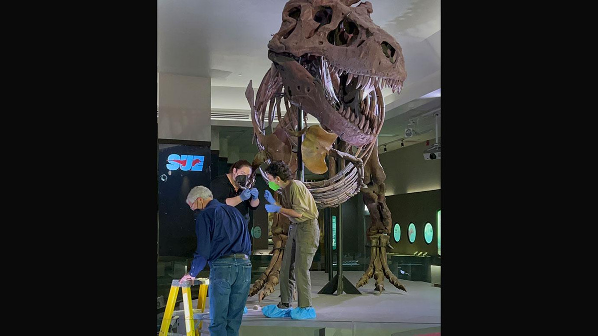 Với chiều dài khoảng 12,3m và nặng khoảng 9 tấn, "Sue" là một trong những con khủng long bạo chúa T-rex lớn nhất từng được tìm thấy. Ảnh: Elise Schimke, Field Museum.