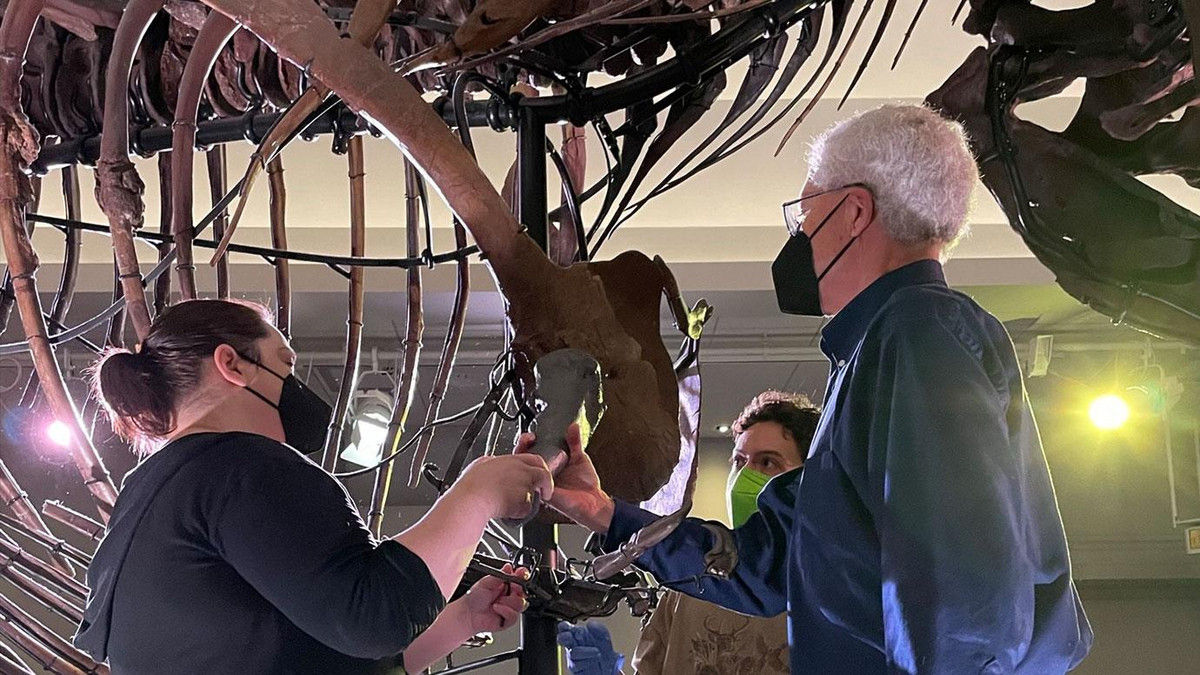 Tom Cullen, một nhà cổ sinh vật học định lượng và nhà sinh thái học tại Đại học Auburn, cho hay qua kiểm tra, khủng long bạo chúa T-rex có tên "Sue" có sự phát triển nhanh ở tuổi thiếu niên. Nó tăng kích thước cơ thể khoảng 15 - 20 kg mỗi tuần. "Sue" đạt đến kích thước trưởng thành vào năm 20 tuổi. Ảnh: Chris McGarrity, Field Museum.