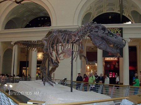 Các nhà nghiên cứu cho hay khủng long bạo chúa T-rex có tên "Sue" chết khi khoảng 33 tuổi. Ảnh: Study.com.