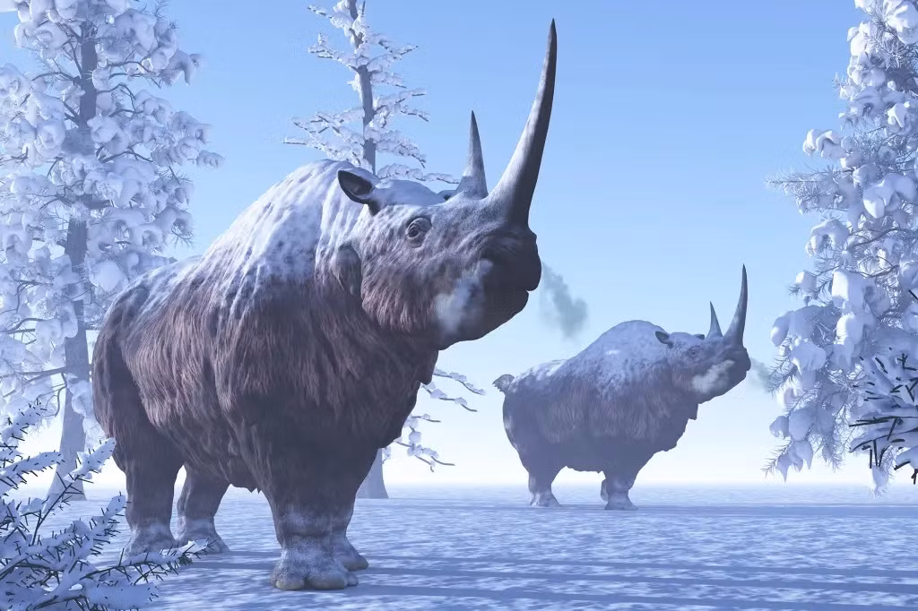 Con tê giác lông xoăn này sống vào thời kỳ Karginia cuối thế Canh Tân. Trên lưng của nó có u mỡ dài khoảng 1m. Bộ phận kỳ dị này chưa từng được ghi nhận ở những cá thể tê giác lông xoăn được phát hiện trước đó. Ảnh: Alamy Stock Photo.