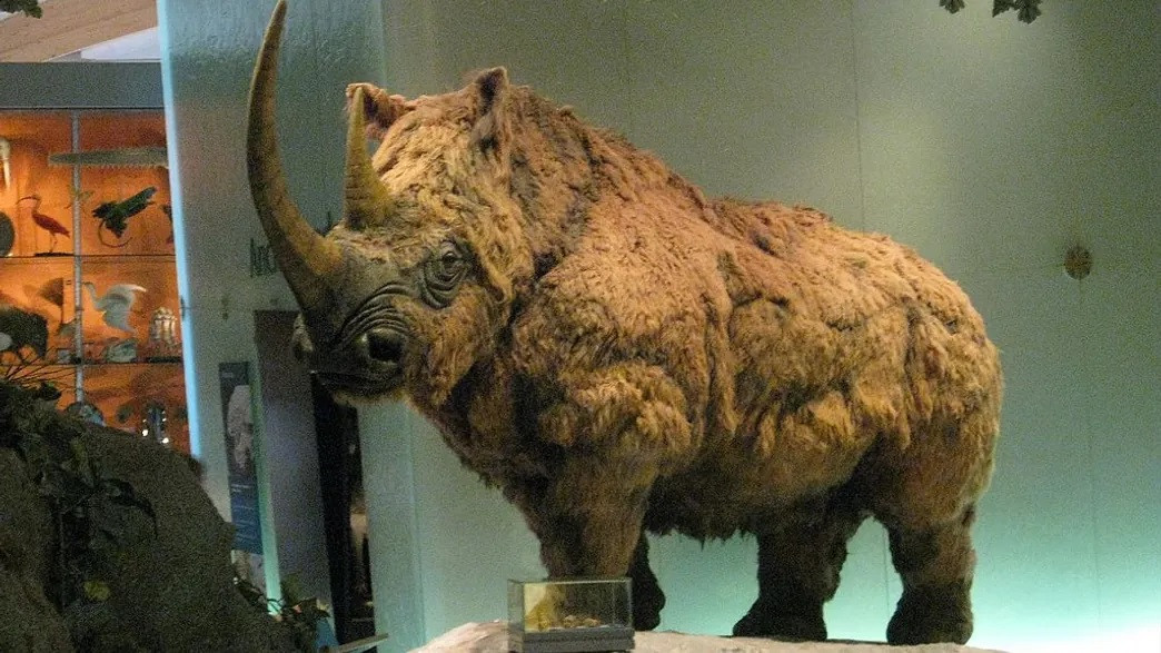 Tê giác lông xoăn là động vật lớn nhiều lông dài có hai chiếc sừng, sống ở đại lục Á - Âu trong thế Canh Tân. Có tên khoa học là Coelodonta antiquitatis, tê giác lông xoăn sống cùng thời với voi ma mút lông xoăn ở kỷ Băng hà. Ảnh: CC BY 4.0.