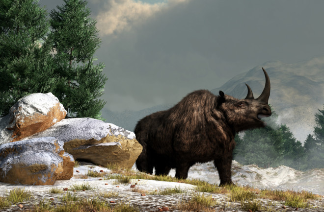 Là loài vật lớn thứ hai trong hệ sinh thái, chỉ xếp sau voi ma mút, tê giác lông xoăn tuyệt chủng vào khoảng 10.000 năm trước. Ảnh: Daniel Eskridge/Shutterstock.