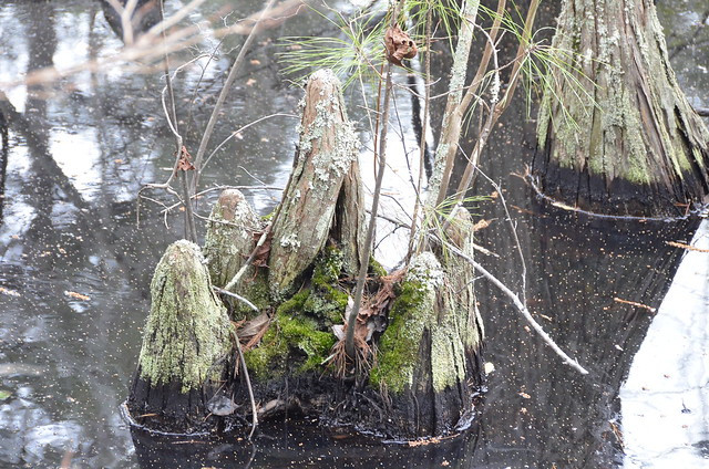 Vào hầu hết các ngày trong năm, đầm lầy trông giống như tất cả khu rừng ngập nước trên thế giới - khá âm u và mờ đục. Tuy nhiên, thỉnh thoảng, vào cuối mùa Thu và mùa Đông, đầm lầy tĩnh lặng "khoác lên người" màu sắc rực rỡ. Ảnh: Dcr.virginia.gov.
