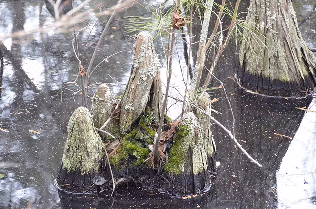 Vào hầu hết các ngày trong năm, đầm lầy trông giống như tất cả khu rừng ngập nước trên thế giới - khá âm u và mờ đục. Tuy nhiên, thỉnh thoảng, vào cuối mùa Thu và mùa Đông, đầm lầy tĩnh lặng "khoác lên người" màu sắc rực rỡ. Ảnh: Dcr.virginia.gov.